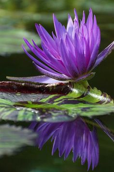 a purple flower sitting on top of a lily pad