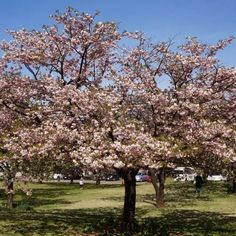 a large tree with lots of pink flowers in the middle of a grassy area next to a park