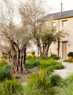 an olive tree in front of a house with lots of greenery and shrubs around it