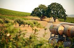 wine barrels sitting in the middle of a vineyard