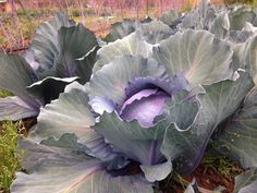 some very pretty purple cabbage plants in the grass