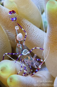 a close up of a small insect on a coral