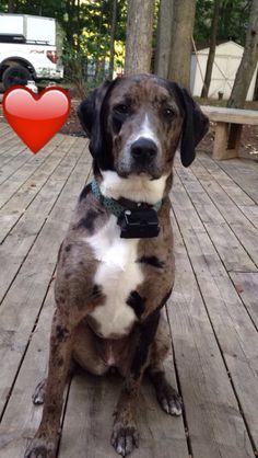 a brown and white dog sitting on top of a wooden deck next to a red heart