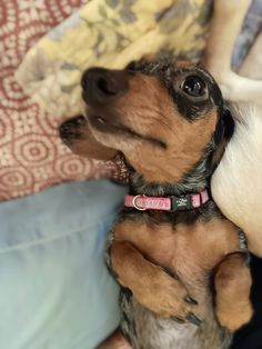 a small brown and black dog laying on top of a couch