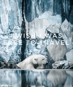 a polar bear sitting on top of a rock next to a body of water with the words wish i was peep to travel