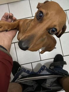 a brown dog sitting on top of a person's lap next to a white tiled floor