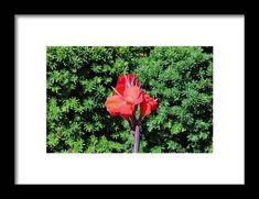 a red flower in front of some green plants