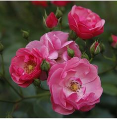 several pink roses blooming in the garden