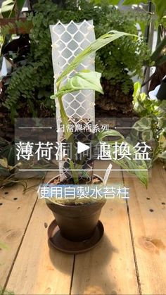 a potted plant on a wooden table with an advertisement in the background that says,