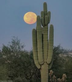 a full moon is seen behind a saguada cactus in the foreground, with trees and bushes to the side