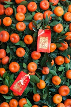 an orange tree with red tags hanging from it's branches and some green leaves