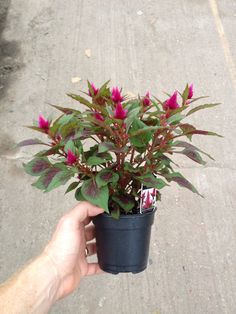 a hand holding a potted plant with pink flowers