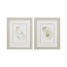 two framed seashells are shown in white frames