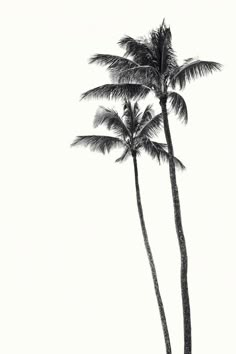 black and white photograph of two palm trees