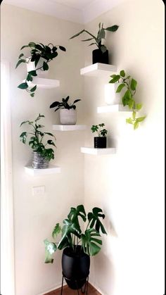 some plants are hanging on the wall in a room with white walls and wooden floors