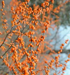 orange berries are growing on the branches of a tree