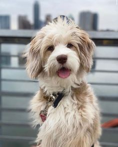 a small white dog sitting on top of a wooden bench next to a building and looking at the camera