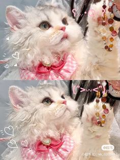 two white kittens wearing pink bows and bow ties are looking up at the sky