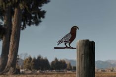 a bird sitting on top of a wooden post