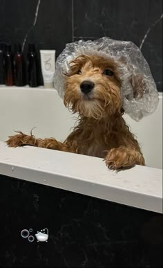 a dog sitting in a bathtub with a plastic cap on its head and paws