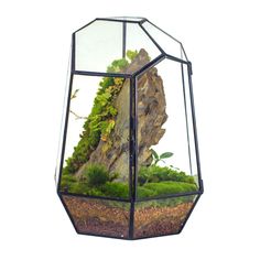 a glass terrarium with plants and rocks in the background, set against a white backdrop