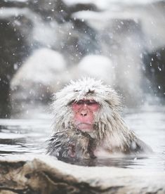 a snow monkey in the water with its mouth open