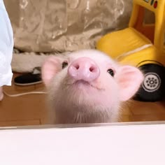 a small pig looking up at the camera