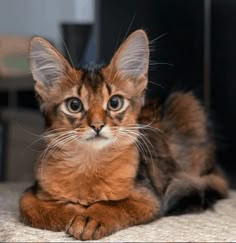 a small kitten sitting on the floor looking at the camera with an intense look to it's face