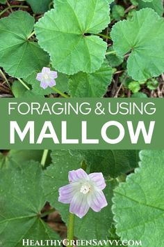 the words foraging and using mallow are in front of green leaves with pink flowers