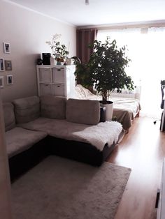 a living room filled with furniture and a plant