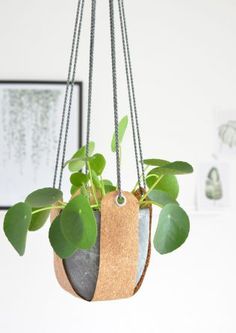 a potted plant hanging from a metal chain