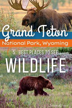 #hiking #grandtetonsnationalpark #wyoming #nationalpark | Wyoming Hiking | Grand Tetons National Park | Hiking in the Grand Tetons | National Parks | things to do in grand teton national park | best places to see wildlife in grand teton | wildlife in grand teton Wyoming Hiking, Glacier Montana, South Dakota Road Trip, National Parks America