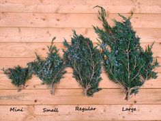 three different types of evergreens on a wooden surface with the words small, regular and large