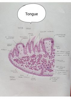 an image of a diagram of the structure of a tongue and its parts on paper