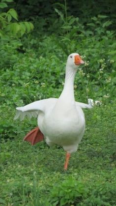 a white goose walking in the grass