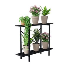 several potted plants are arranged on a three tiered shelf in front of a white background