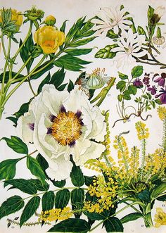 an illustration of flowers and leaves on a white background with green stems, yellow flowers, and other plants