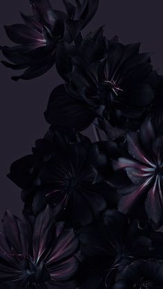 black flowers with purple centers on a dark background