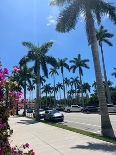 palm trees line the street in front of some parked cars and pink petunias