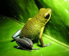 a frog sitting on top of a green leaf