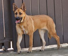 a brown dog standing next to a metal fence with his tongue hanging out and looking at the camera