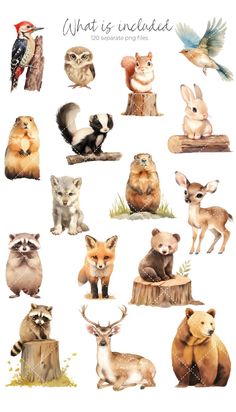 an image of different animals that are on the same page, including one bird and two raccoons