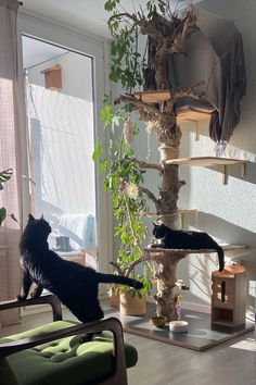 two cats are playing with each other in front of a cat tree and some chairs