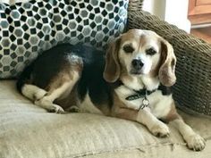 a beagle dog sitting on a couch next to a pillow