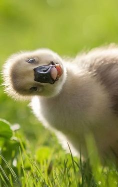 a duckling is standing in the grass with its mouth open