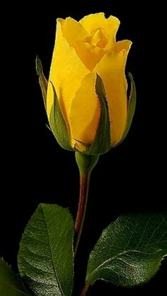 a single yellow rose with green leaves on a black background