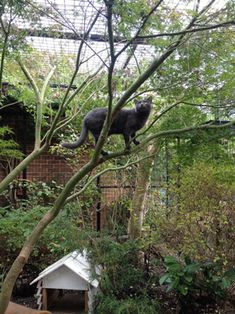 a cat sitting on top of a tree branch in the middle of a garden area