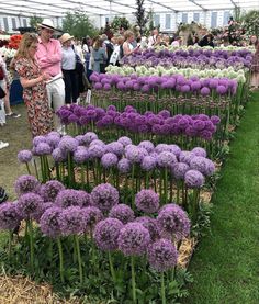 many purple flowers are in the middle of a flower garden with people looking at them