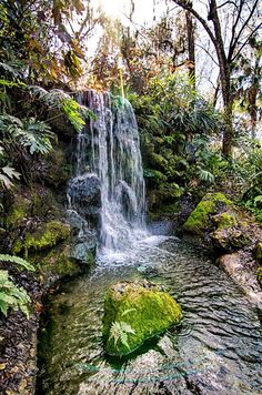 a small waterfall in the middle of a forest with moss growing on it's sides