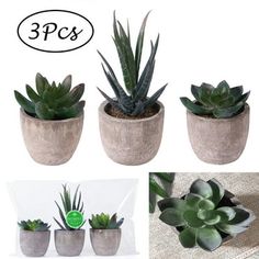 four different types of succulent plants in pots